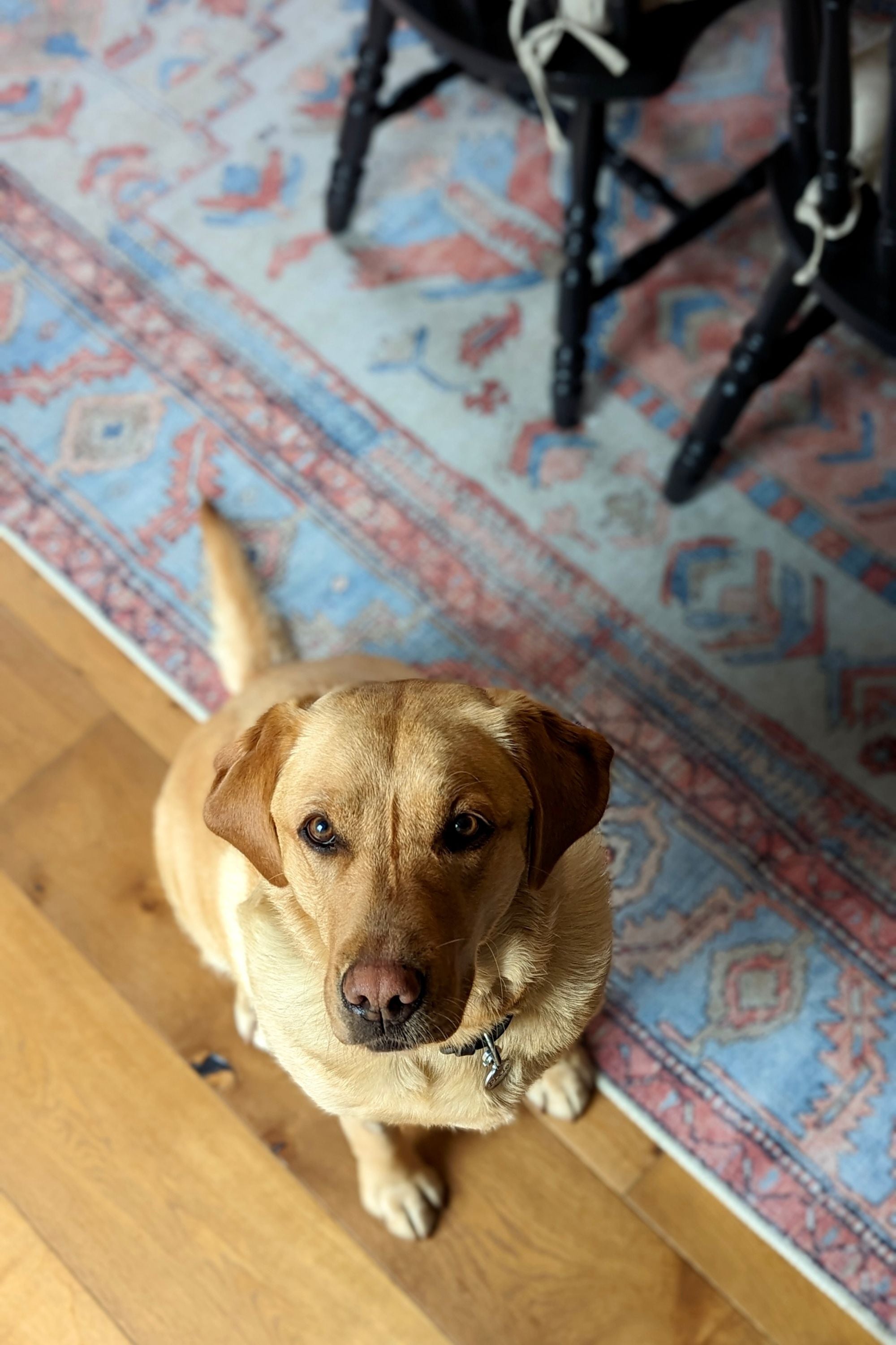 Bordered multicolour vintage style rug