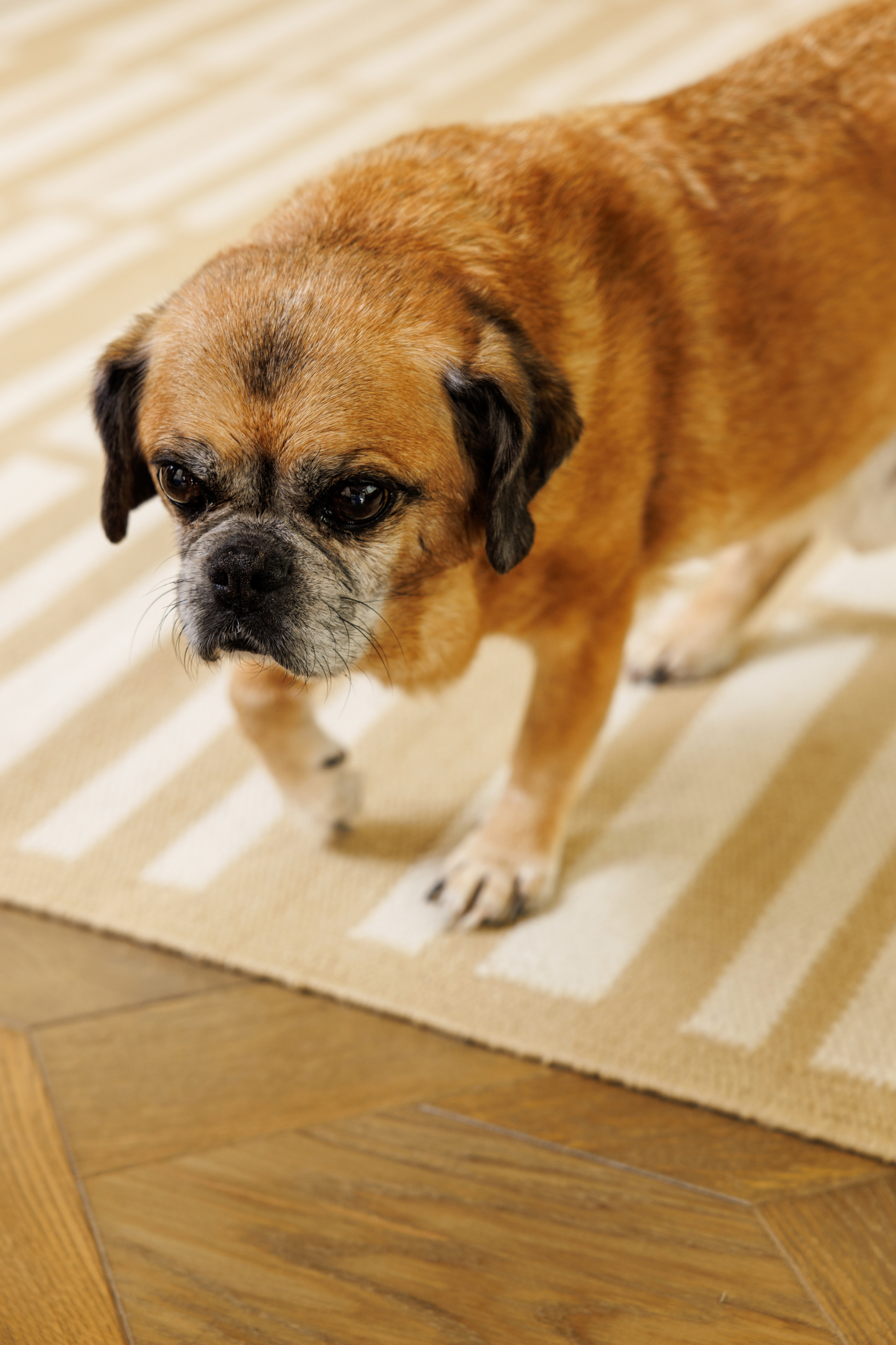 a dog on a beige and straw toned wool and cotton rug featuring an irregular linear pattern