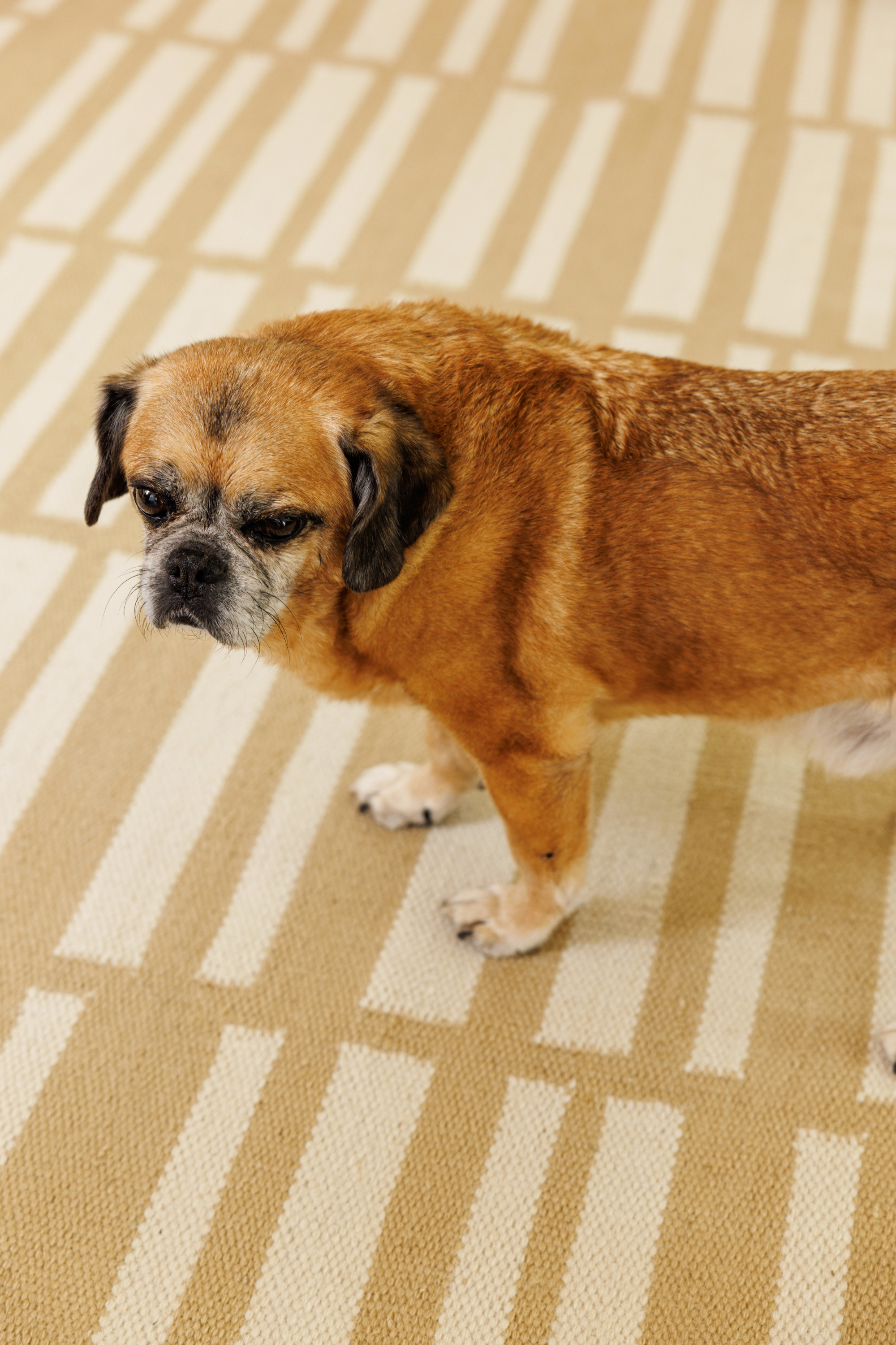 a dog on a beige and straw toned wool and cotton rug featuring an irregular linear pattern