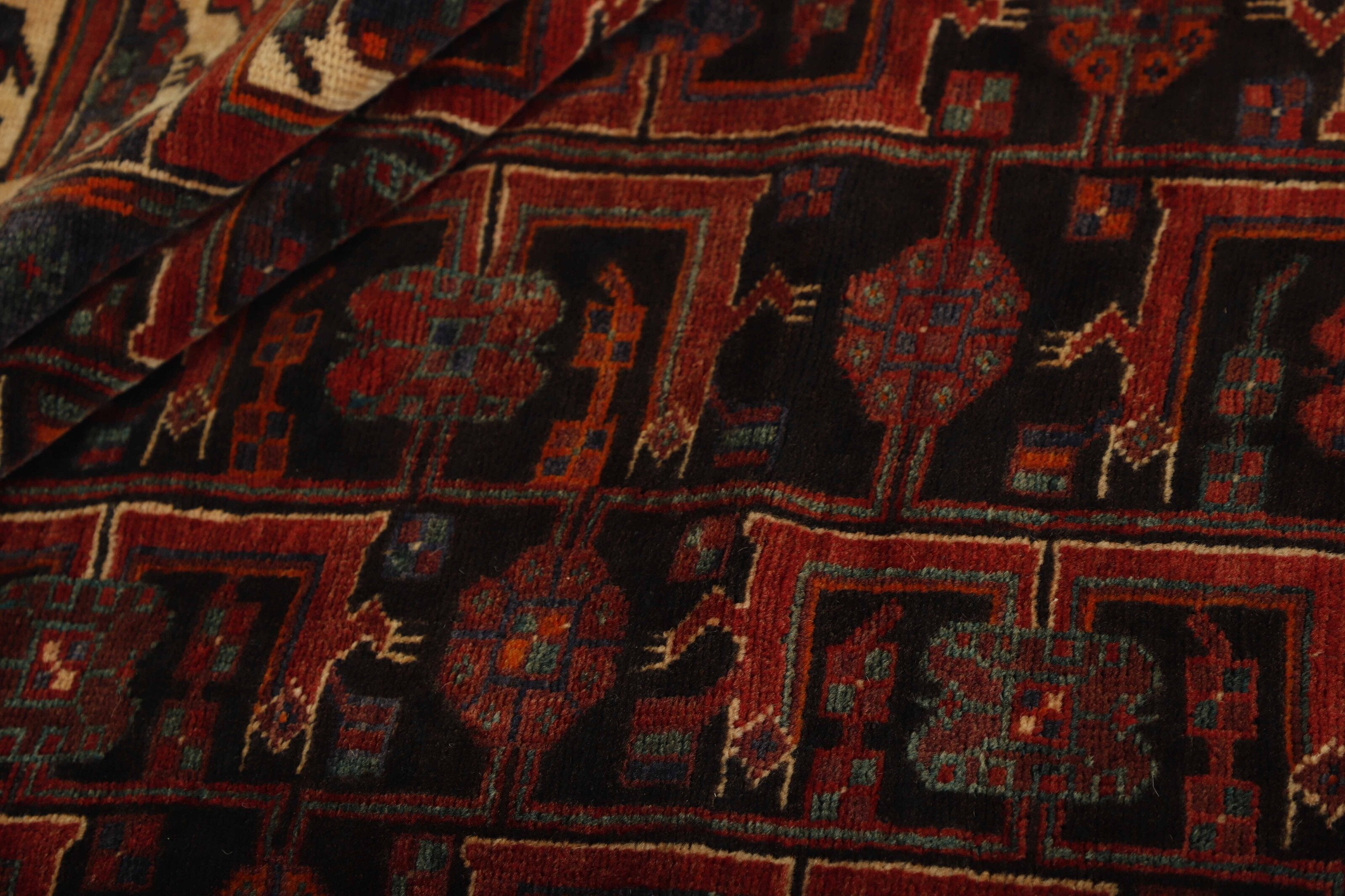 Shiraz 1491184