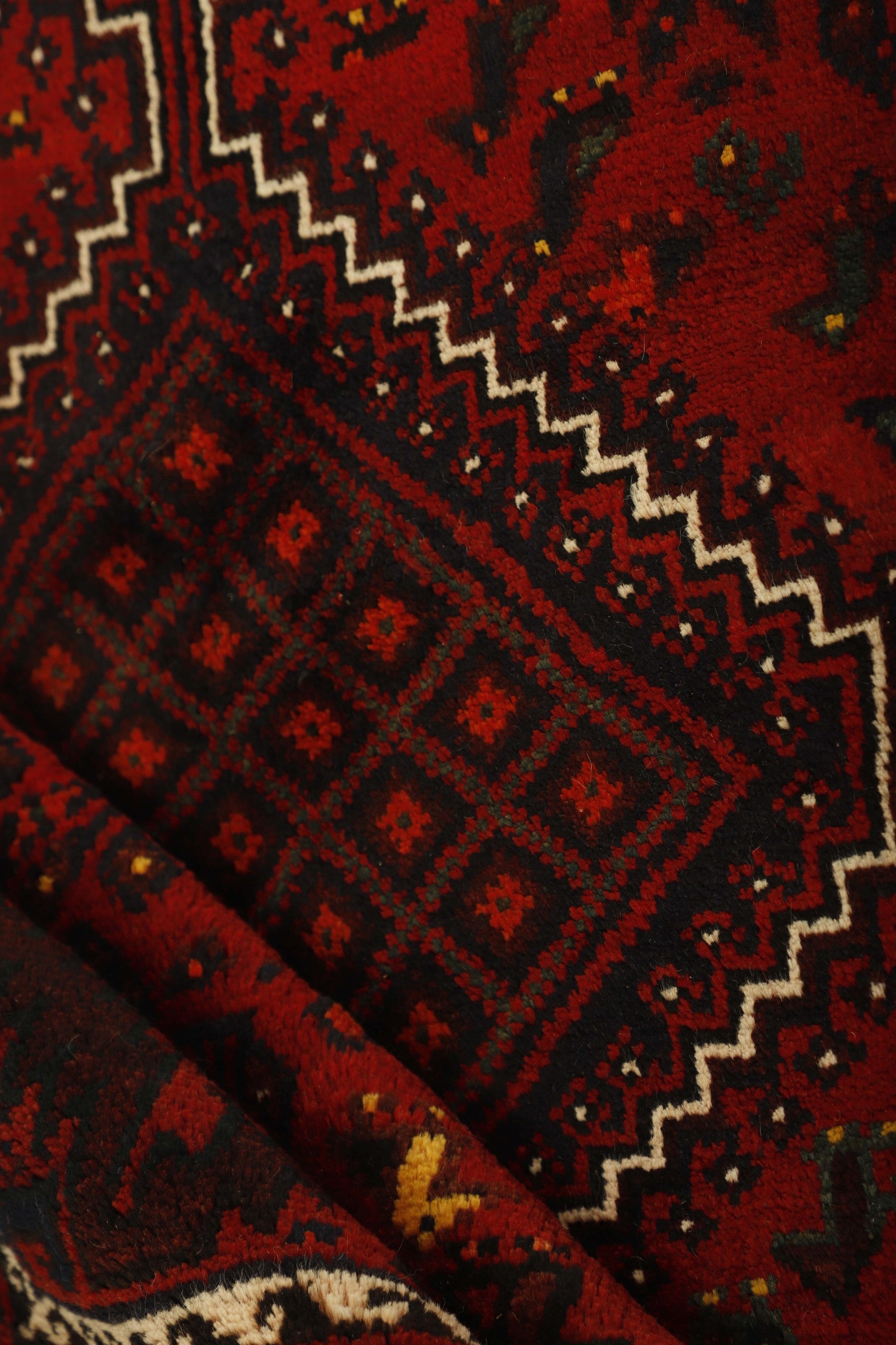 Shiraz 1499798